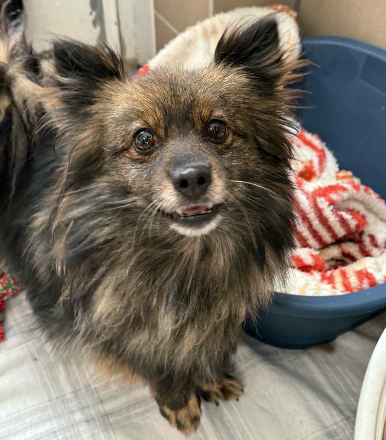 Uratowane psy szukają domów tymczasowych