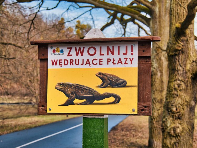 Żabie przejście – pomagamy płazom przetrwać migrację
