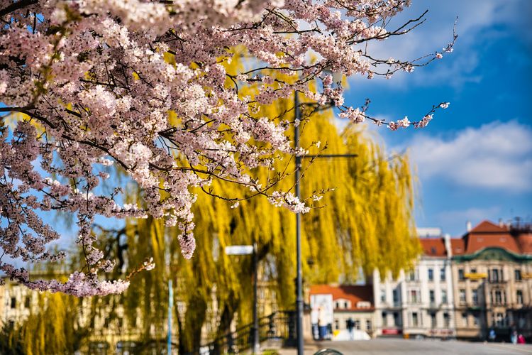 Bydgoszcz rozkwitła