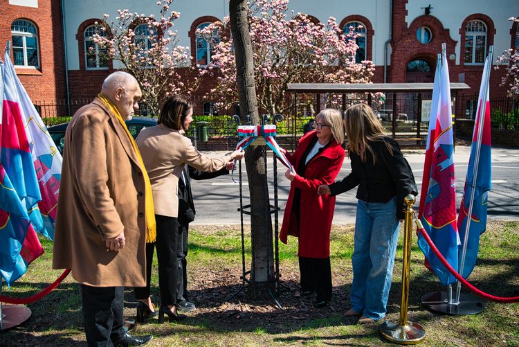 Dąb dla Króla Kazimierza Wielkiego