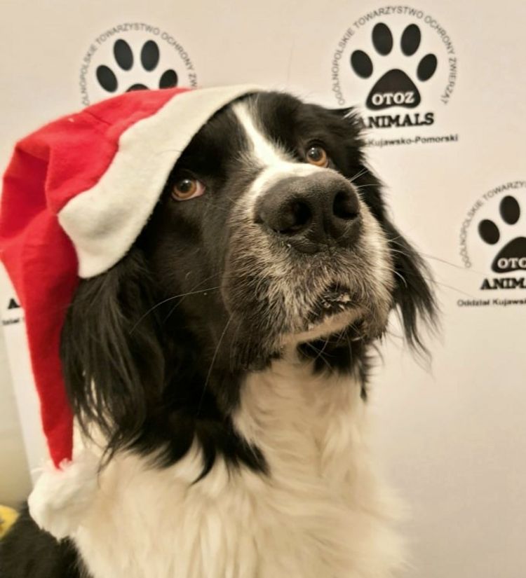 Zostań Mikołajem dla bezdomniaków