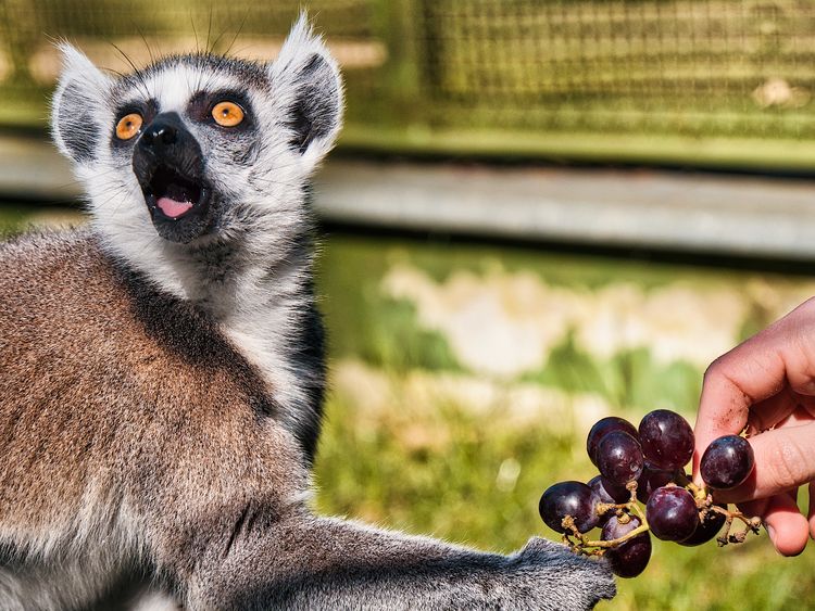 „Niemożliwe staje się możliwe” – warsztaty w bydgoskim zoo