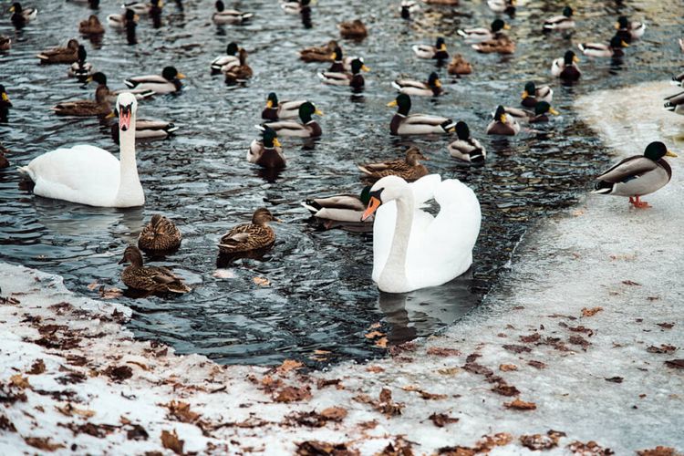 Ochrona ptaków wodnych podczas mrozów