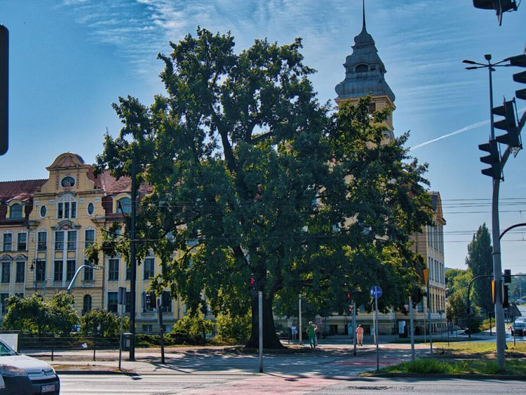 Trwa konkurs na Bydgoskie Drzewo Roku 2025
