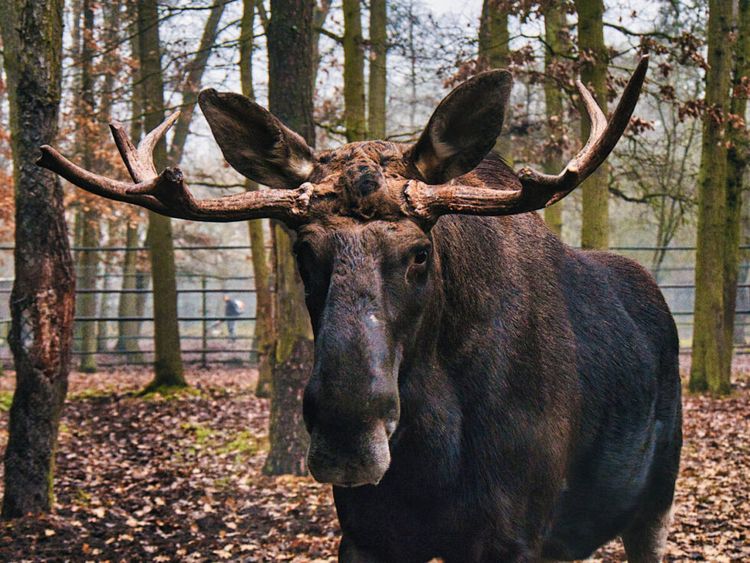Jesienne wariacje w bydgoskim ZOO