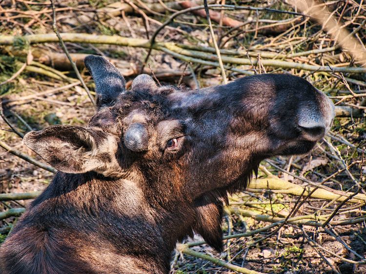 Zbieramy żołędzie dla zwierząt z bydgoskiego ZOO