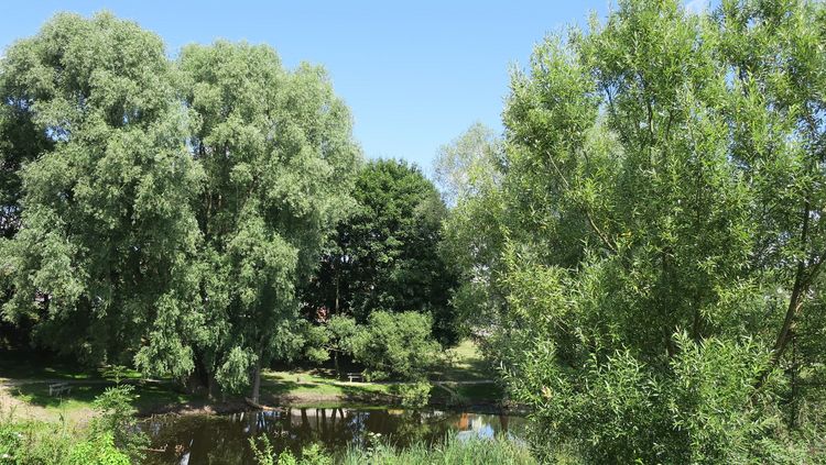 Deszczówka ze szkoły zasili staw