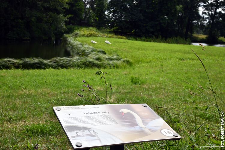 Tabliczka informacyjna o łabędziu niemym przytwierdzona do podłoża w parku.