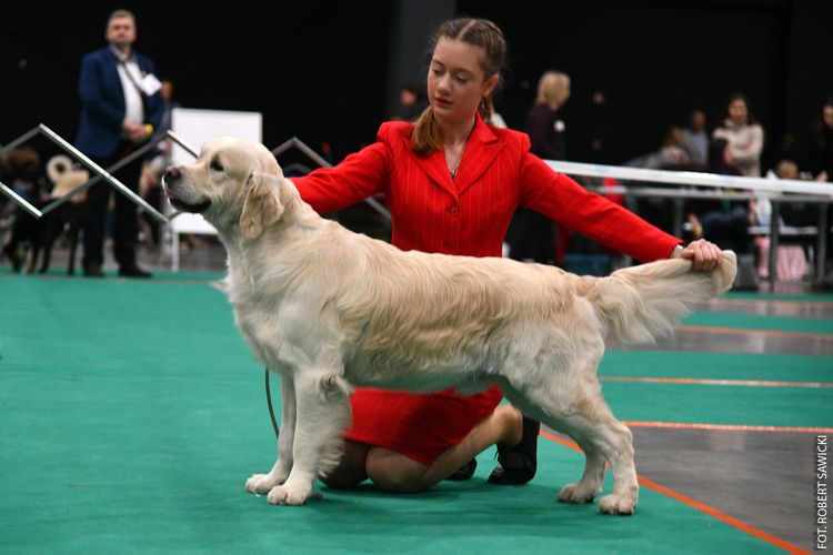 Elegancja na czterech łapach w BCTW