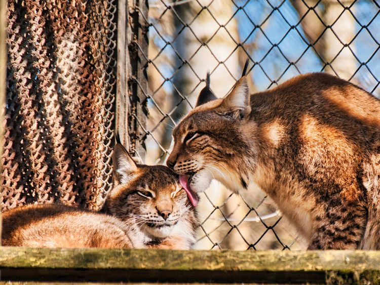 Poznaj sekrety diety zwierząt z bydgoskiego zoo