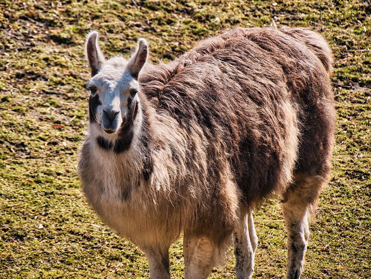 Andrzejki ze zwierzętami w bydgoskim ZOO