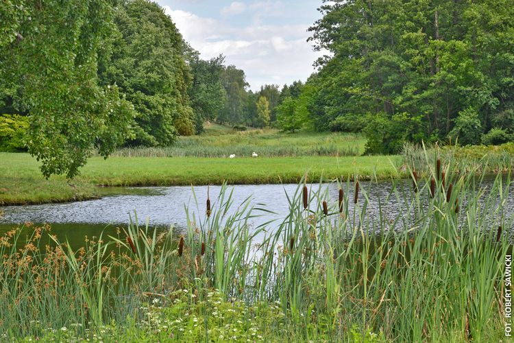 Widok na staw z charakterystyczną pałką wodną.