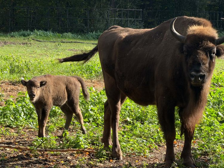 kliknij aby przeczytać pełną treść Nowa mieszkanka bydgoskiego zoo