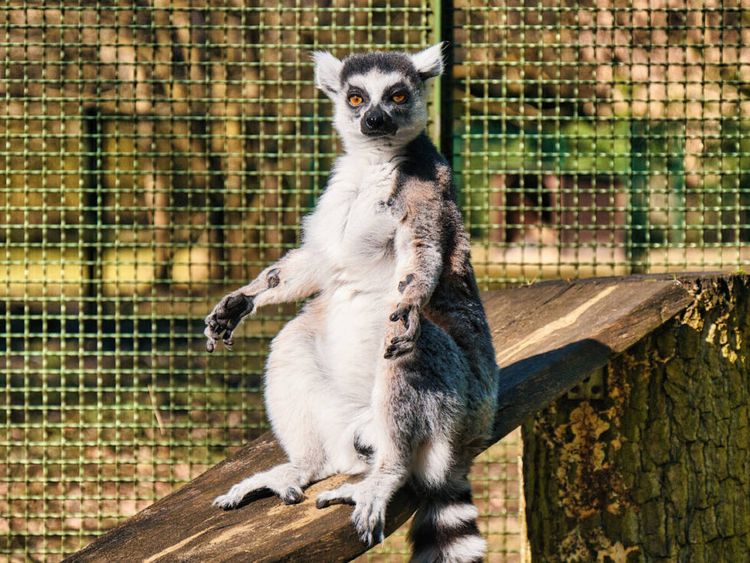 Ferie pełne przygód w bydgoskim ZOO