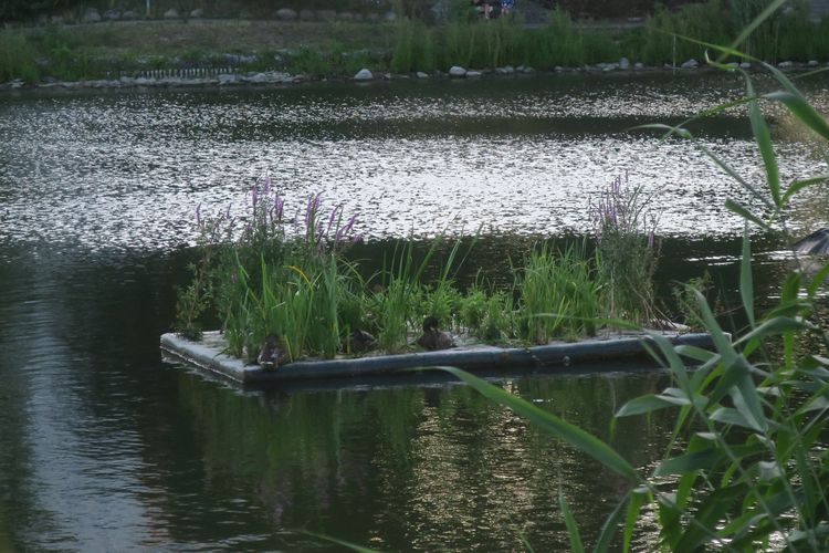 Kolejna zielona wyspa na Balatonie