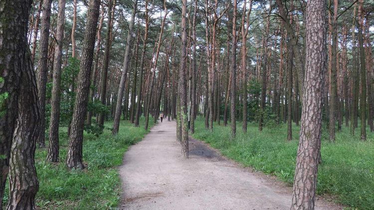 Leśny park na Kapuściskach zyska ławki