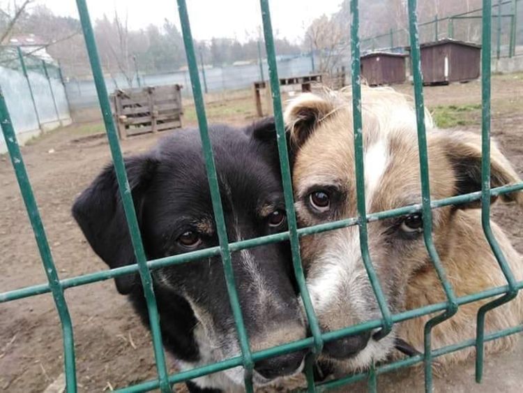 kliknij aby przeczytać pełną treść Znani, bezimiennym zwierzętom