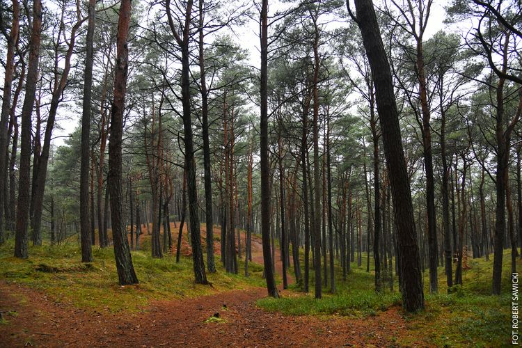 Luty w plenerze z Kulturą na świeżym