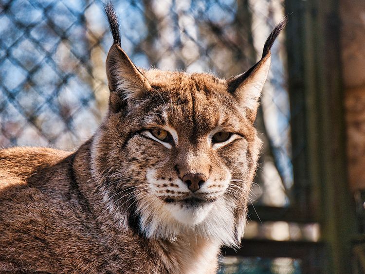 Rysie na wybiegu - bliżej natury w miejskim zoo